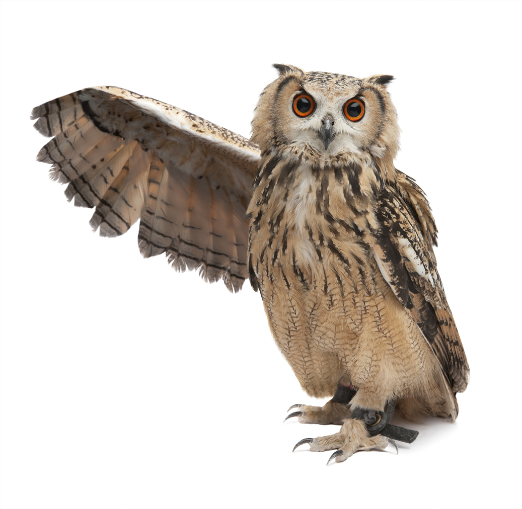 Owl with wing out