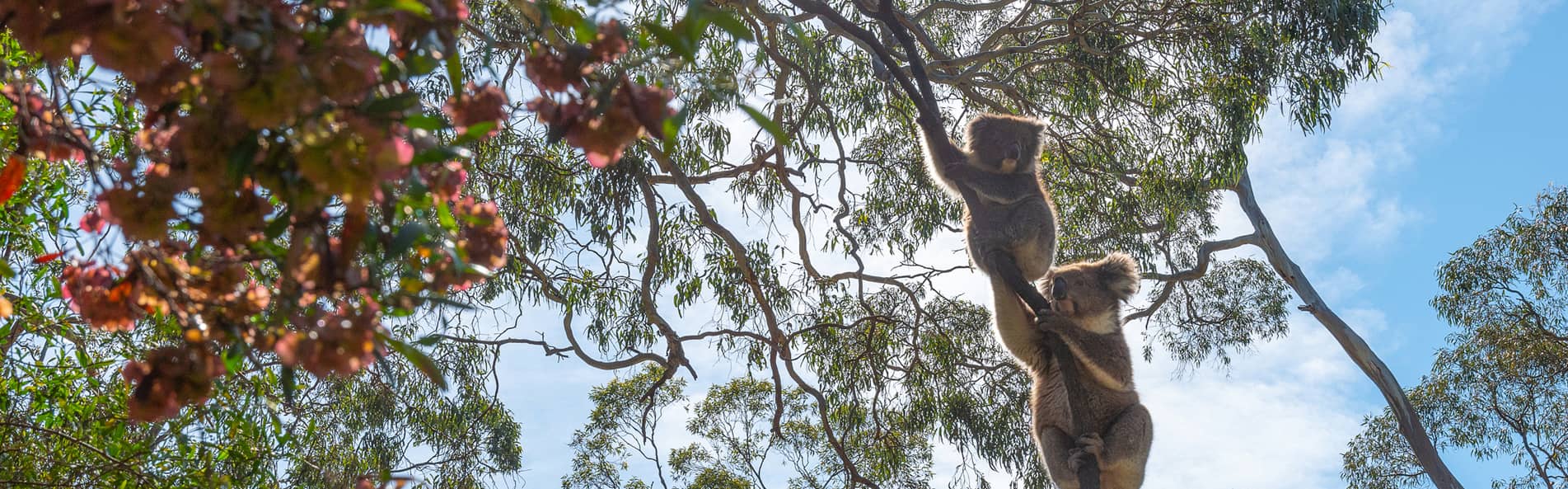 Koala bears climbing tree