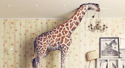 Giraffe in living room