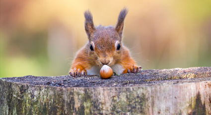 Squirrel looking at acorn
