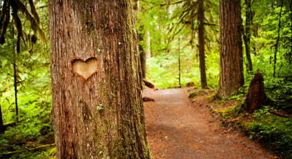 Heart carved on tree