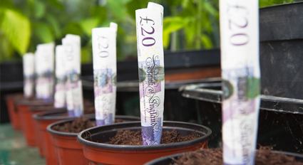 Money notes growing in plant pots
