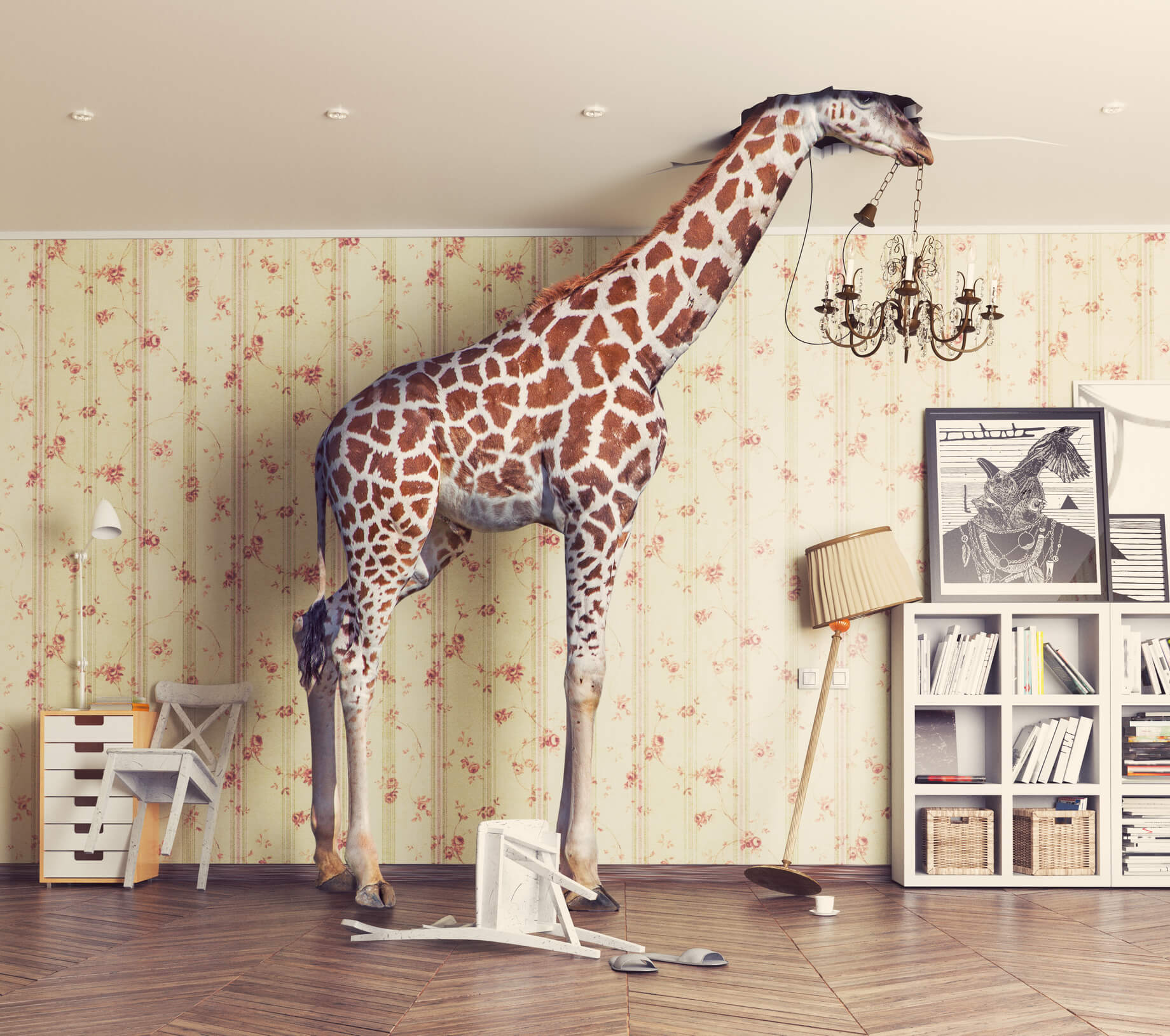 Giraffe in living room