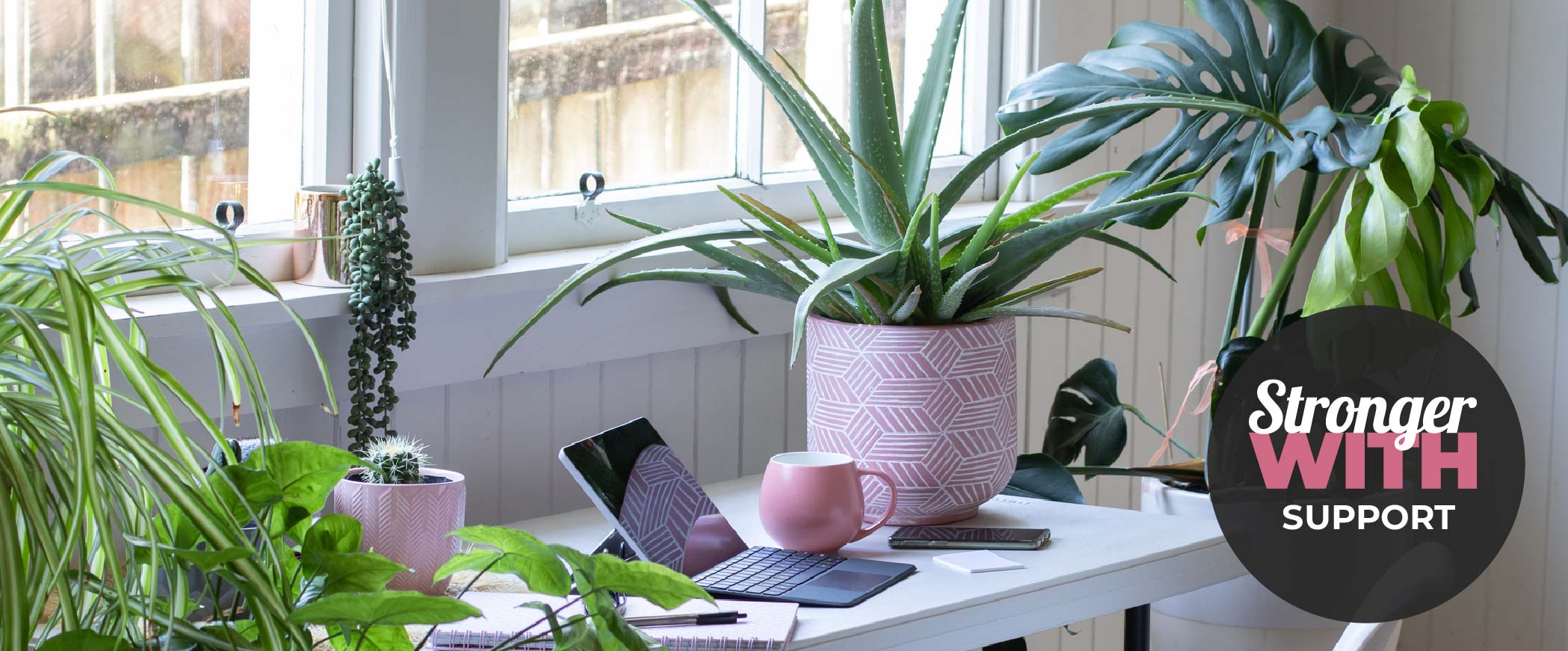 Laptop and some plants on a desk
